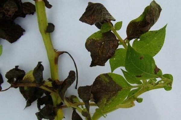 Diseases of petunias