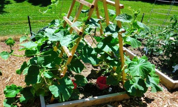 Why the cucumbers leaves yellowing  in the open ground?
