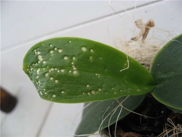 Diseases of Phalaenopsis