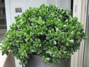 Jade Plant Care