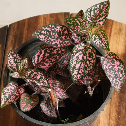 Polka Dot Plant Care