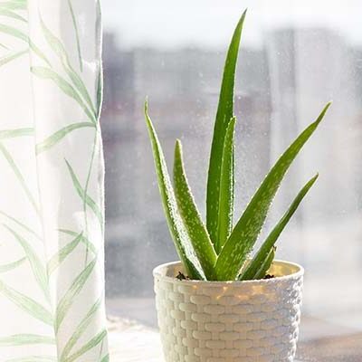 How To Take Care Of Aloe Vera Plant