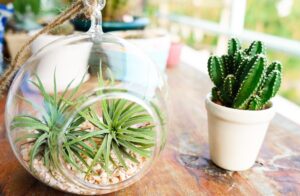 Air Plant Care