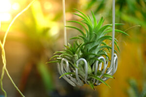 Air Plant Care