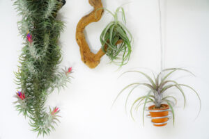 Air Plant Care