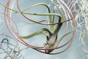 Air Plant Care