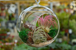 Air Plant Care