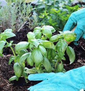 Basil Plant Care