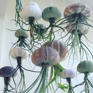 Air Plant Care Photo care instructions