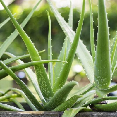 Aloe Plant Care