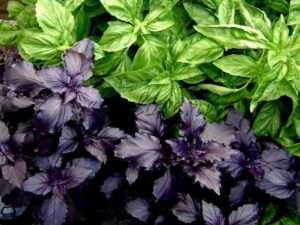 Basil Plant Care