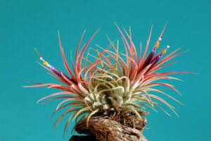 Air Plant Care