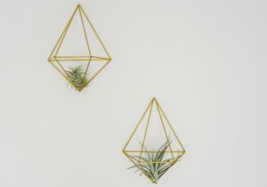 Air Plant Care