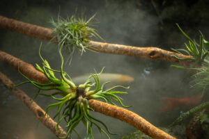 Air Plant Care