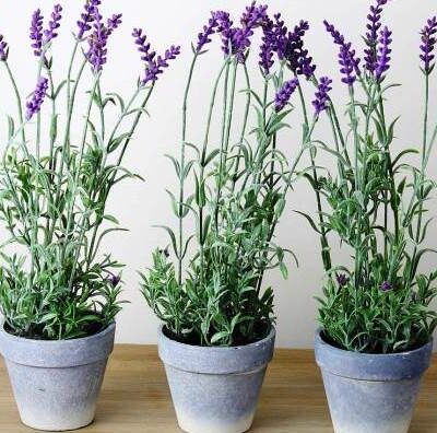 Lavender Plant Care