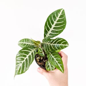 How to Get Rid of Pests on Your Zebra Plant: A Comprehensive Guide Photo care instructions