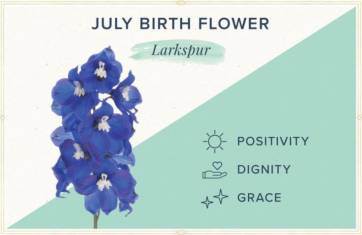 3 Beautiful July Birth Flowers and their Symbolism Photo care instructions