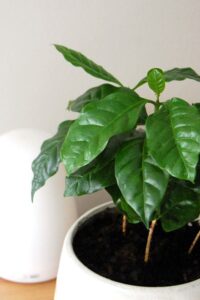 Coffee Plant Care: A Guide to Thriving Plants Photo care instructions