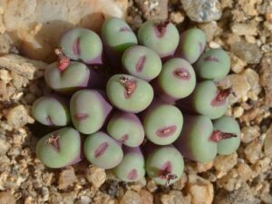 Guide to Caring for Conophytum Pageae Photo care instructions