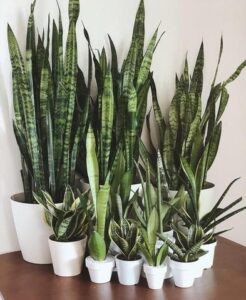 How to Care for Your Snake Plant: The Ultimate Guide Photo care instructions