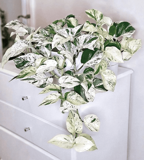 Snow Queen Pothos Soil: What You Need to Know Photo care instructions