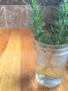 Rosemary Plant Care: A Comprehensive Guide Photo care instructions