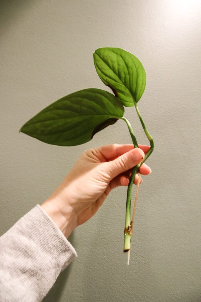 Monstera Peru Propagation: How to Propagate Your Plant Photo care instructions