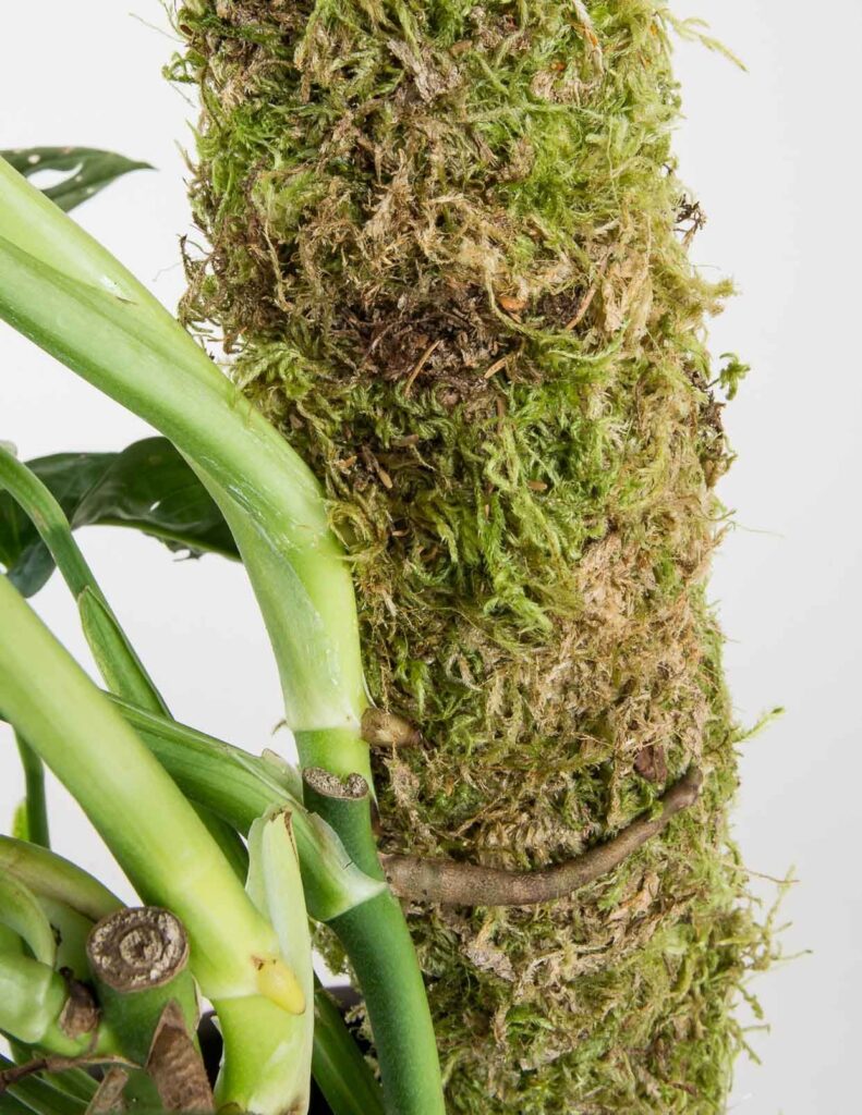 The Purpose of a Moss Pole and How to Use It Photo care instructions