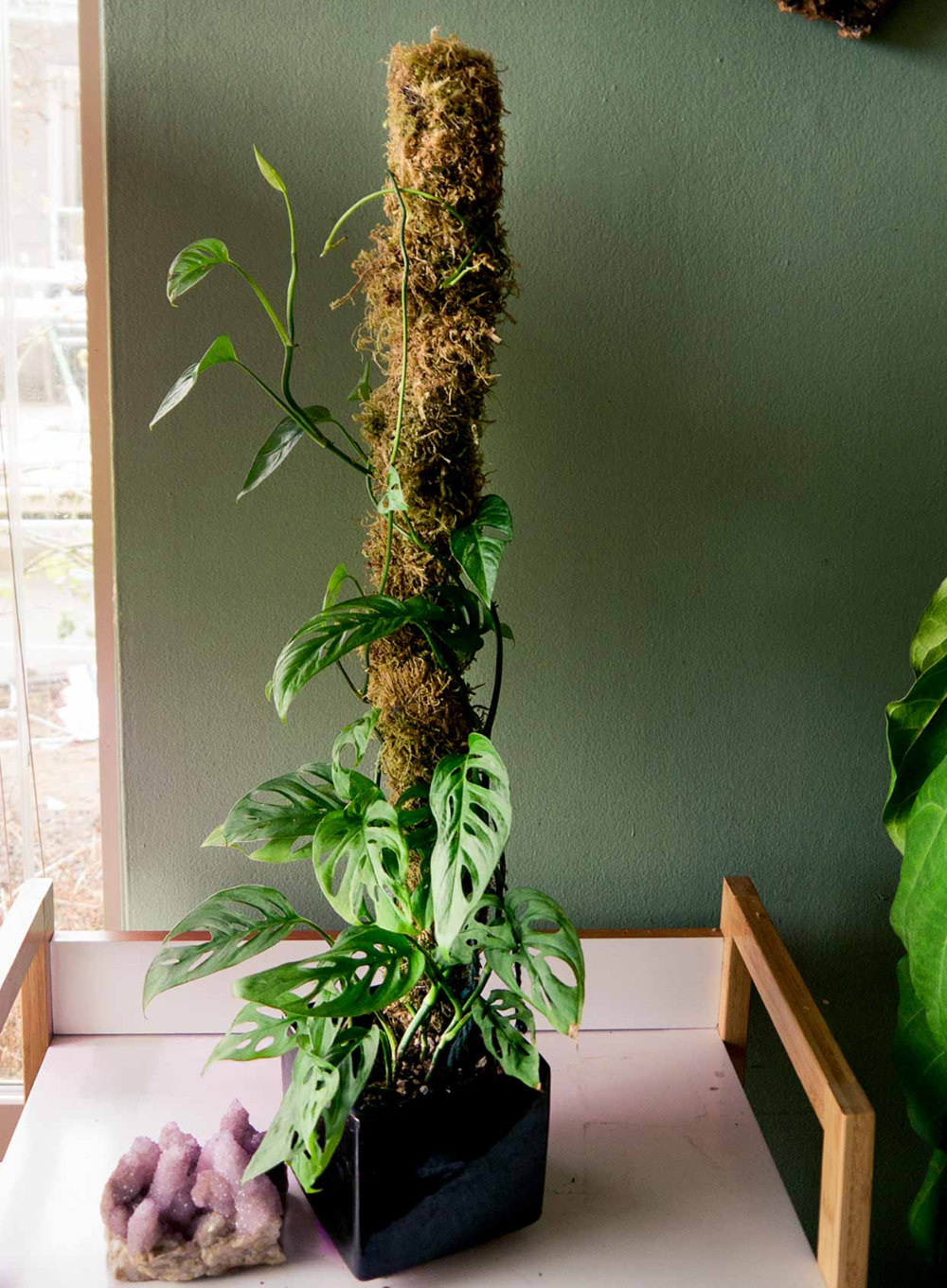 The Purpose of a Moss Pole and How to Use It care of plants