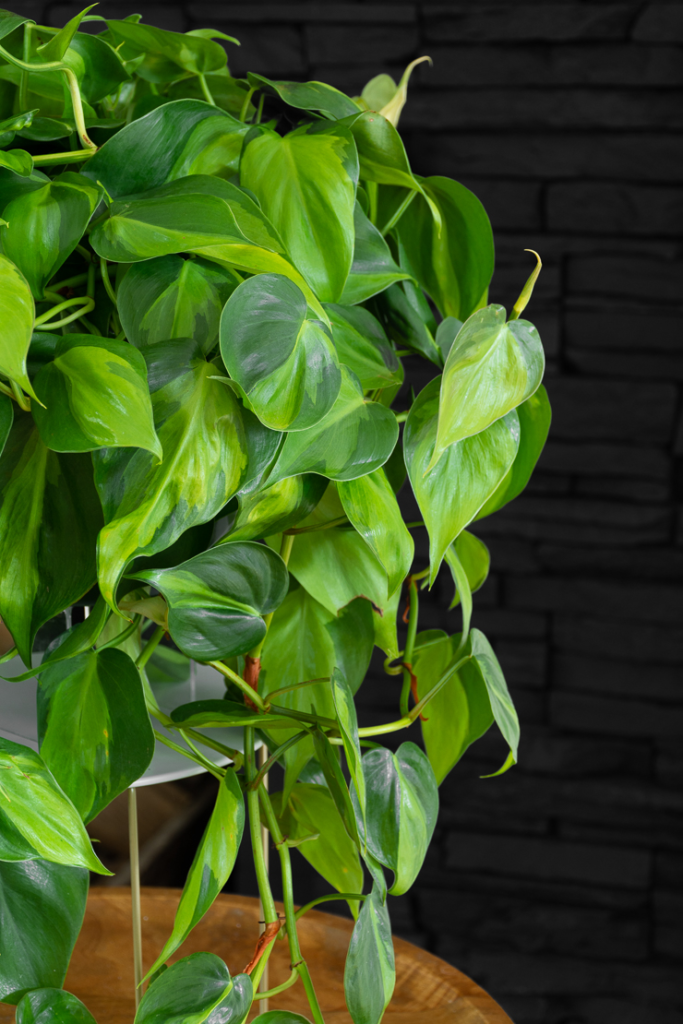 Philodendron Brasil Care: Tips for a Healthy Plant Photo care instructions