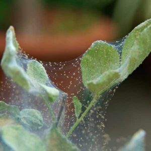 Don't Let Diseases & Pests Ruin Your Mint Plant: Prevention & Cure Photo care instructions