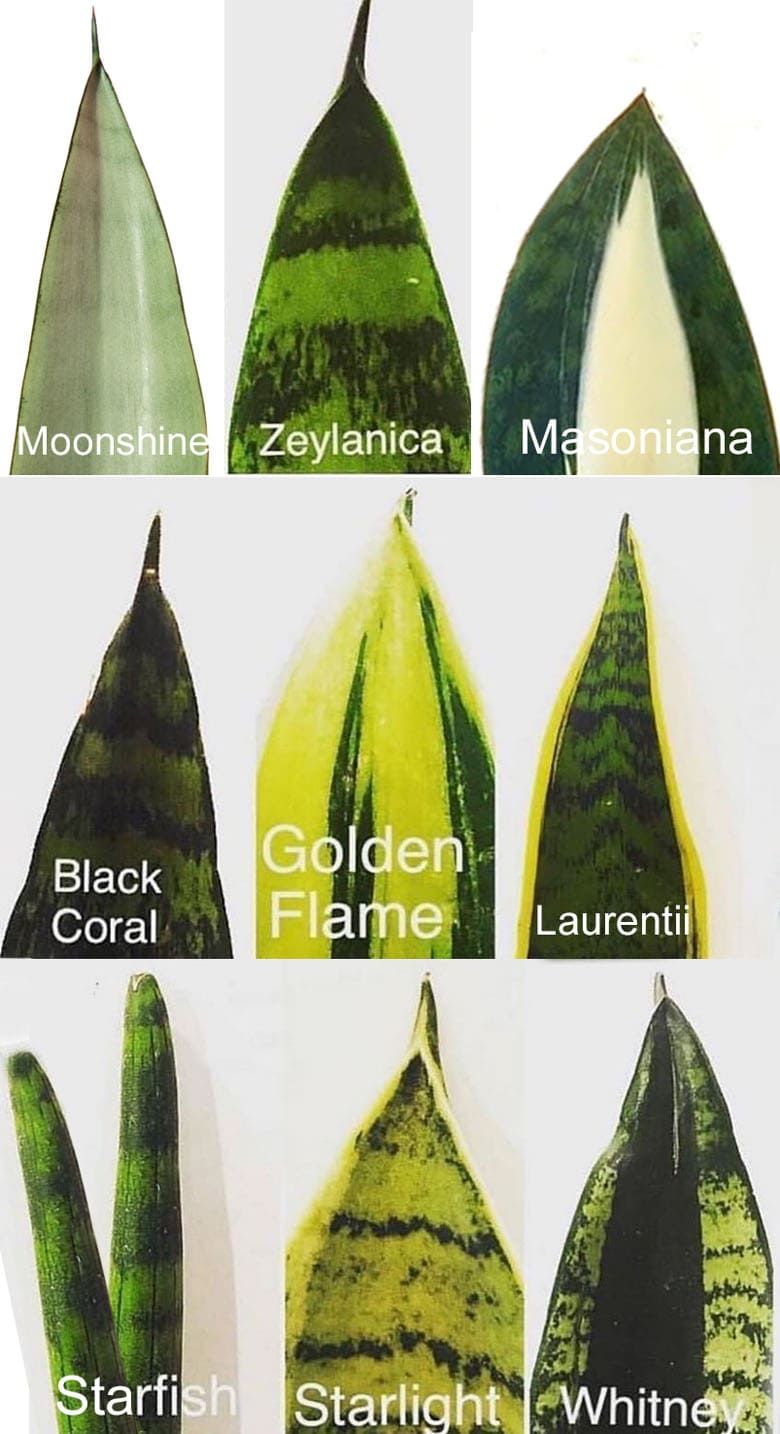 How to Care for Your Snake Plant: The Ultimate Guide Photo care instructions