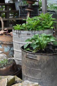 Galvanized Tub Uses in the Garden: A Comprehensive Guide Photo care instructions