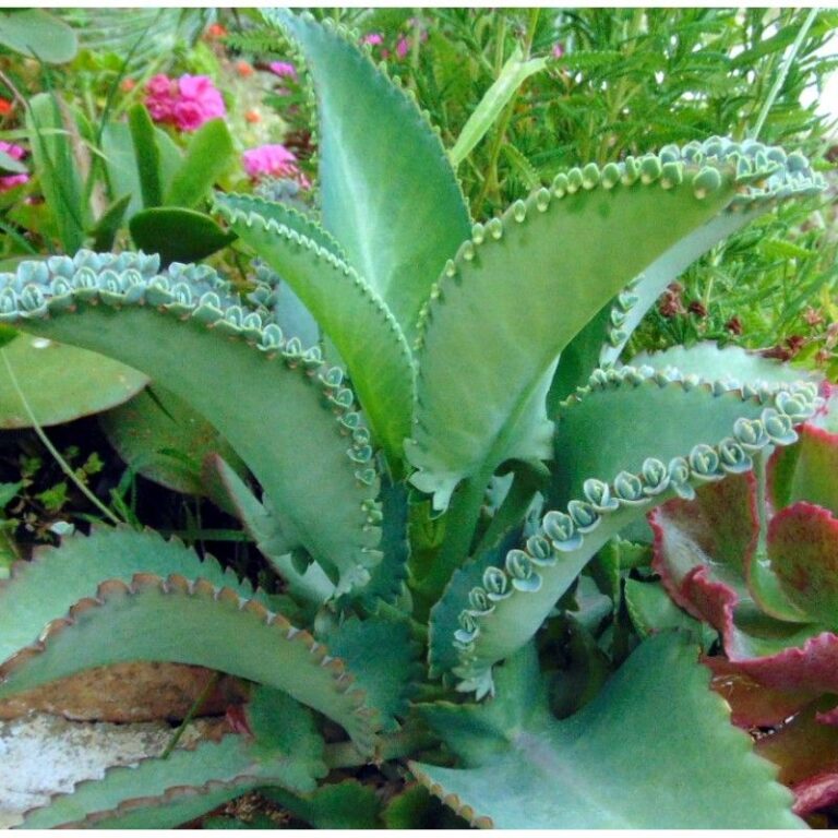 Mother Of Millions Plant Everything You Need To Know