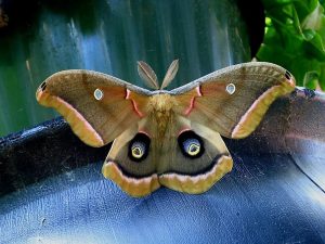 10 Cute Moths to Attract to Your Garden Photo care instructions