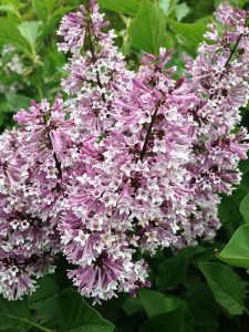 Everything You Need to Know About Miss Kim Lilac Shrubs Photo care instructions