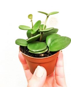 Ultimate Peperomia Hope Care Tips for Success Photo care instructions