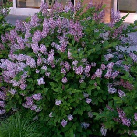 Everything You Need to Know About Miss Kim Lilac Shrubs Photo care instructions
