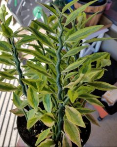 Devil's Backbone Plant: Care and Tips Photo care instructions