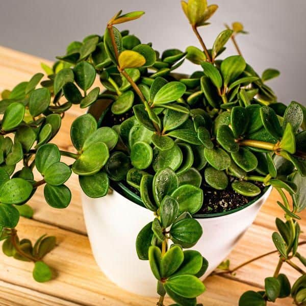 Ultimate Peperomia Hope Care Tips for Success care of plants