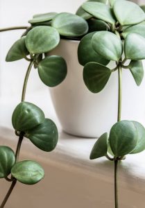 Ultimate Peperomia Hope Care Tips for Success Photo care instructions