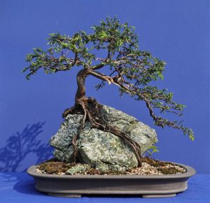 Discover the Many Types of Bonsai Rock Photo care instructions