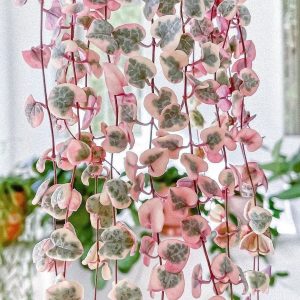 Variegated String of Hearts: Care Tips and Propagation Photo care instructions