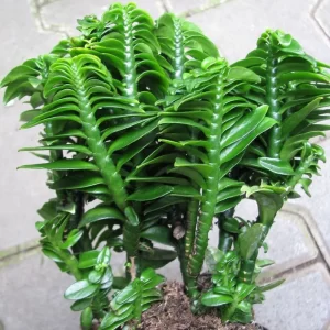 Devil's Backbone Plant: Care and Tips Photo care instructions