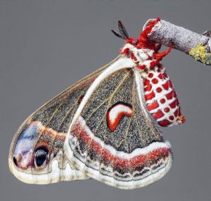 10 Cute Moths to Attract to Your Garden Photo care instructions