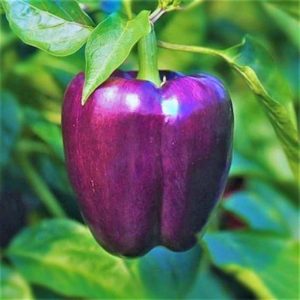Discover the Different Types of Purple Bell Peppers Photo care instructions
