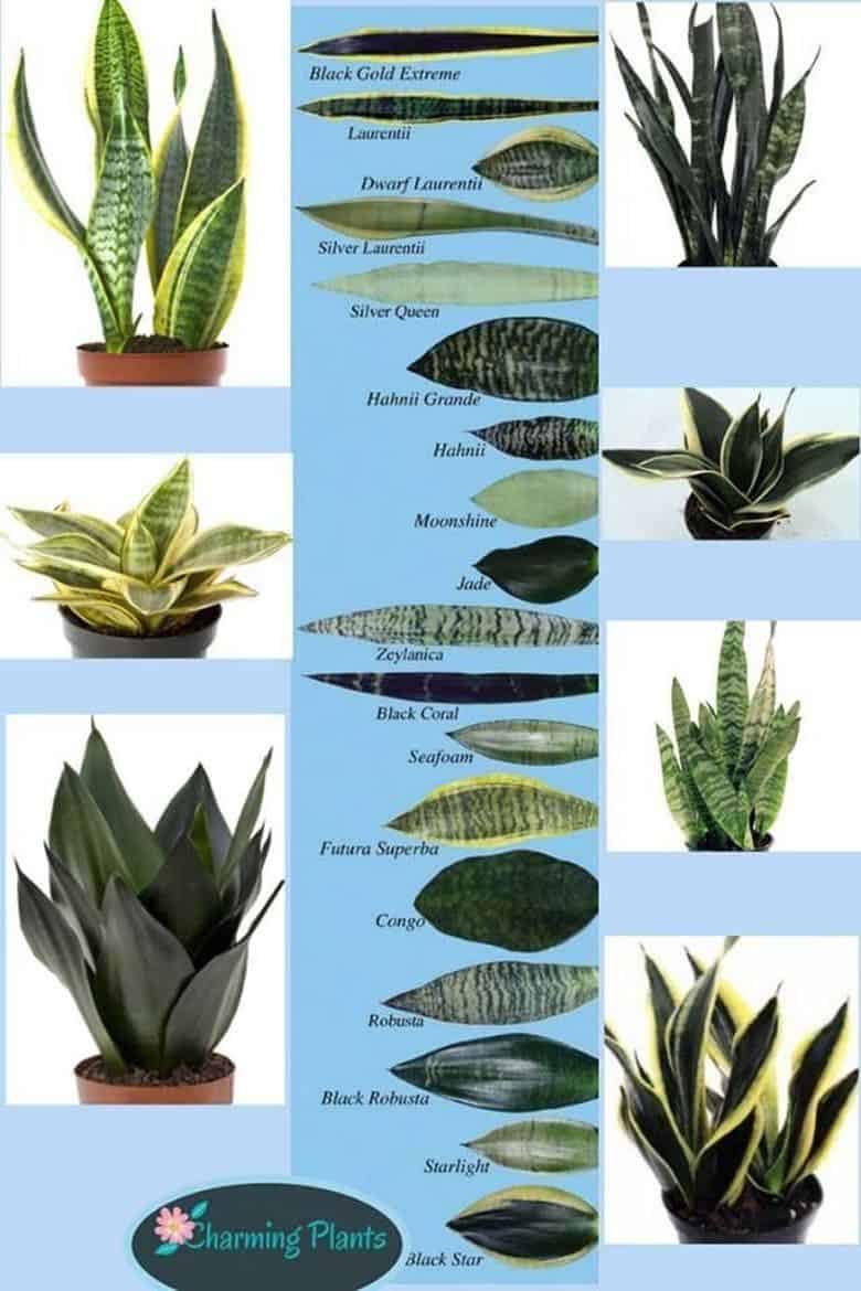 A Guide to the Most Beautiful Snake Plant Flower Varieties Photo care instructions