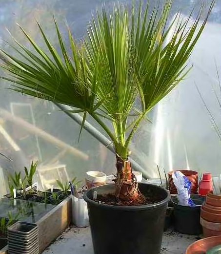 Washingtonia Robusta