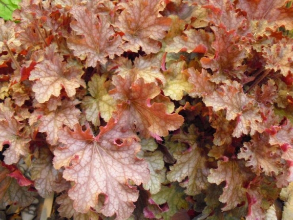 Heucherella, foamy bells