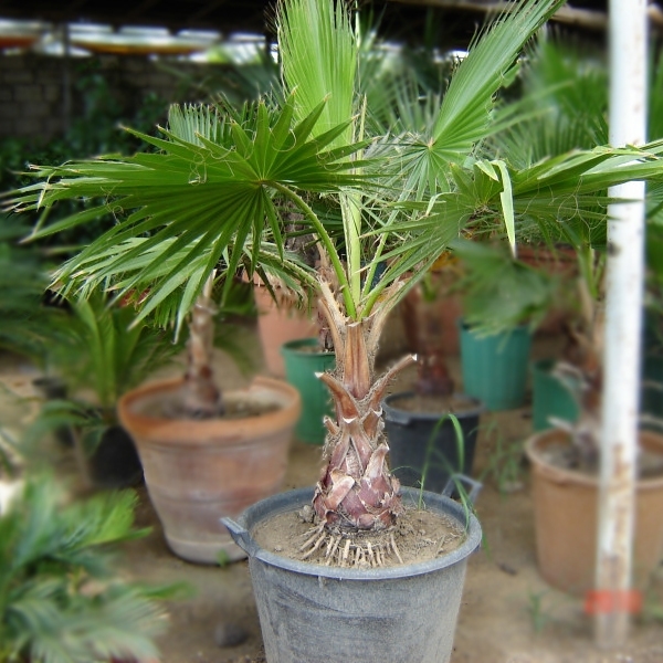 Washingtonia Robusta